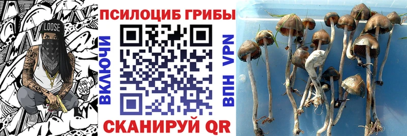 Псилоцибиновые грибы MAGIC MUSHROOMS  Павловская 